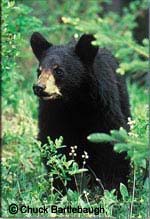 Black Bear, Copyright Chuck Bartlebaugh