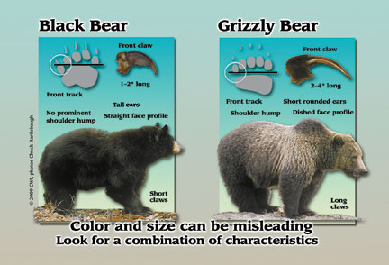 Black Bear and Grizzly Bear Comparison Card