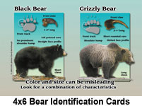 4x6BearIdentificationCards