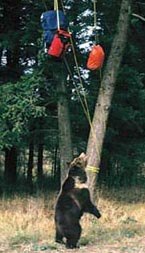 bearhanging