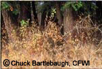 Copyright Chuck Bartlebaugh, CFWI