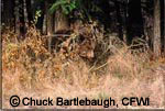 Copyright Chuck Bartlebaugh, CFWI