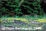 Copyright Chuck Bartlebaugh, CFWI