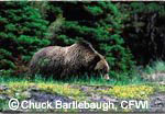 Copyright Chuck Bartlebaugh, CFWI