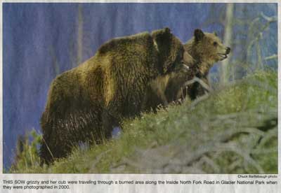 Copyright Chuck Bartlebaugh, This sow grizzly and her cub were traveling through a burned area along the inside North Fork Road in Glacier National Park when they were photographed in 2000.