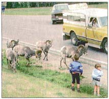 Bighorn sheep react nervously to two children in their midst.