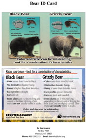 Bear-ID-Handout