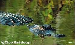 Alligator, Copyright Chuck Bartlebaugh