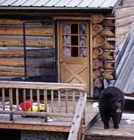 bearcabin