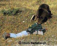 Grizzly Bear Attack, Copyright Chuck Bartlebaugh