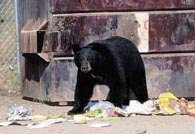 beartrash