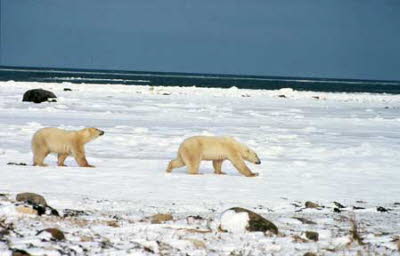 2 polar bears