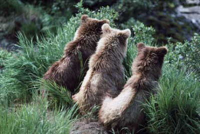 3 bear cub backs