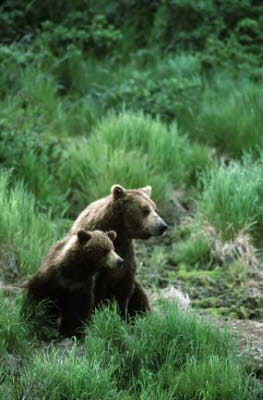 two bears looking