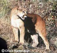 Mountain Lion, Copyright Chuck Bartlebaugh