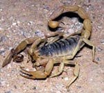 scorpian